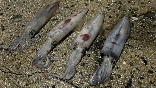 ケンサキイカの釣果