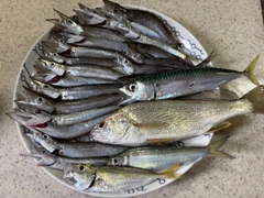 カマスの釣果