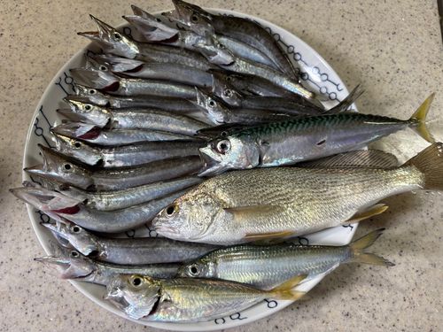 カマスの釣果