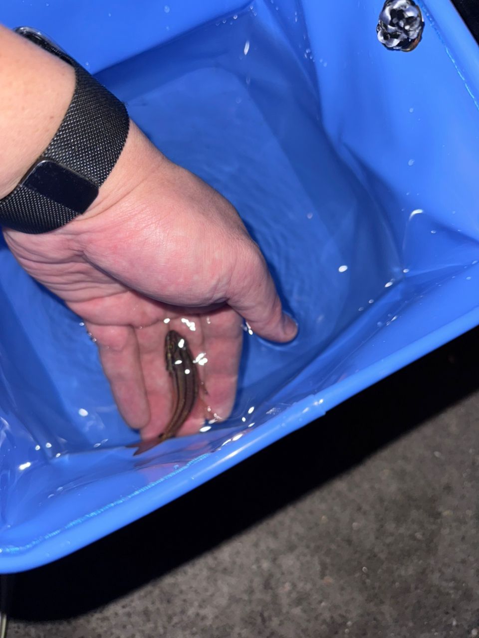 オオスジイシモチ