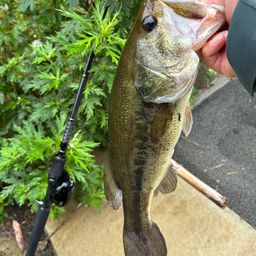 ラージマウスバス