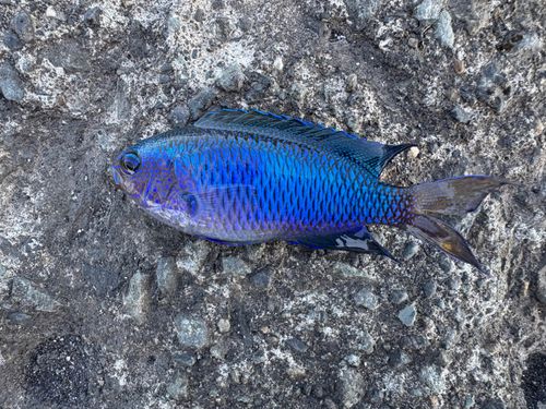 ソラスズメダイの釣果