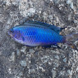 ソラスズメダイ