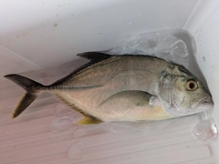 オニヒラアジの釣果