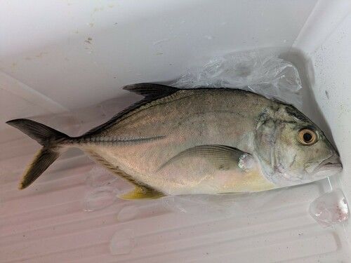 オニヒラアジの釣果