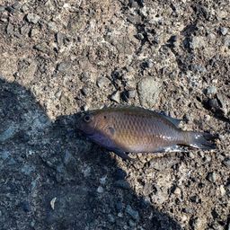 ソラスズメダイ