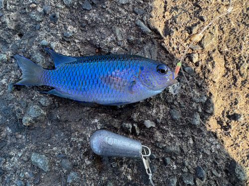 ソラスズメダイの釣果