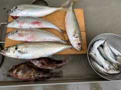 マルアジの釣果