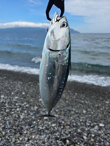 ソウダガツオの釣果