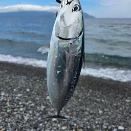 ソウダガツオ