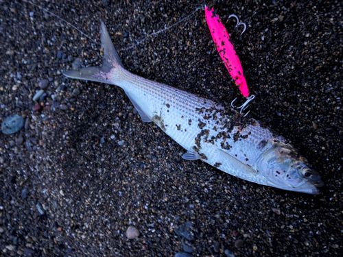 コノシロの釣果