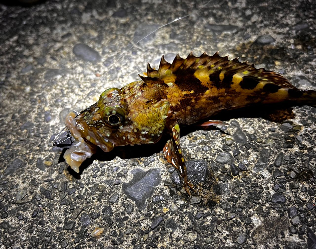 カサゴ