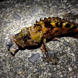 カサゴ