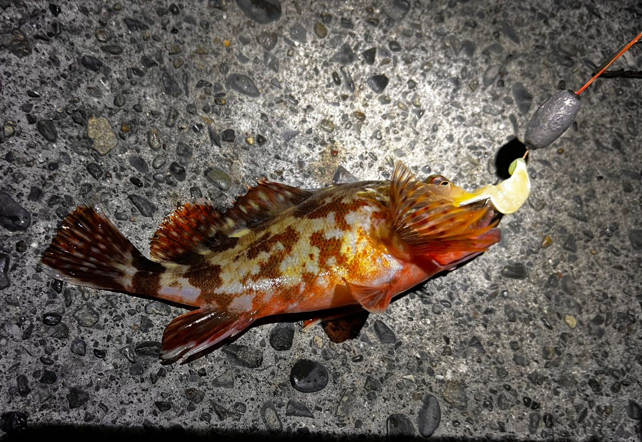 カサゴ