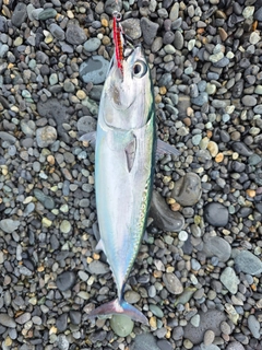 ソウダガツオの釣果
