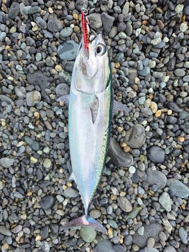 ソウダガツオの釣果