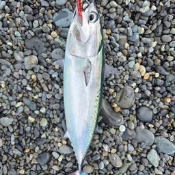 ソウダガツオ