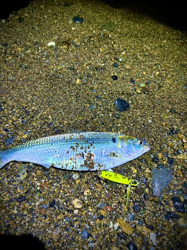 コノシロの釣果