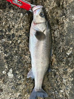スズキの釣果