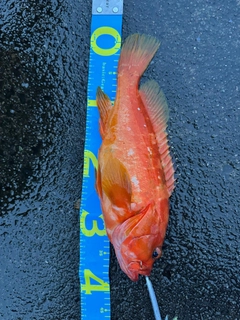 アカハタの釣果