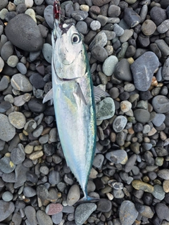 ソウダガツオの釣果