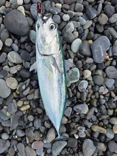 ソウダガツオの釣果