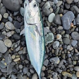 ソウダガツオ