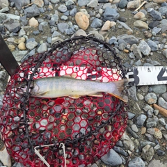 イワナの釣果