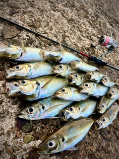 アジの釣果