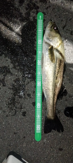 フッコ（マルスズキ）の釣果