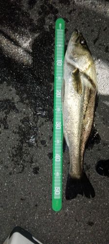 フッコ（マルスズキ）の釣果