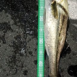 フッコ（マルスズキ）