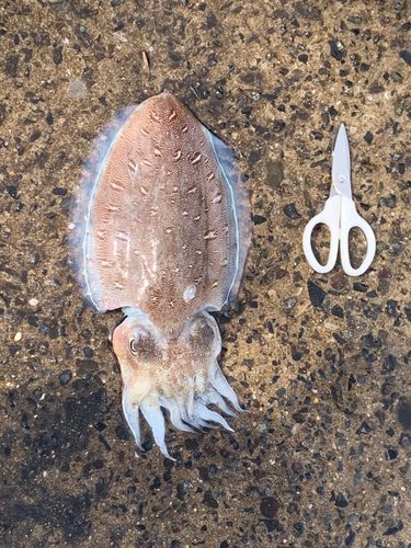 コウイカの釣果