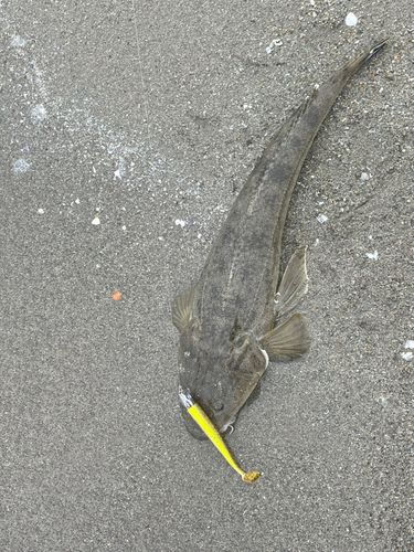 マゴチの釣果