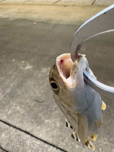 ホシミゾイサキの釣果