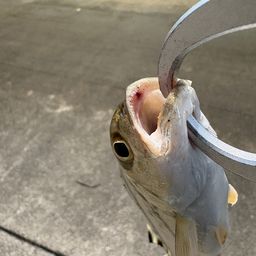 ホシミゾイサキ