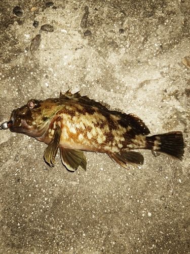 カサゴの釣果