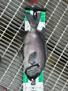 イシダイの釣果