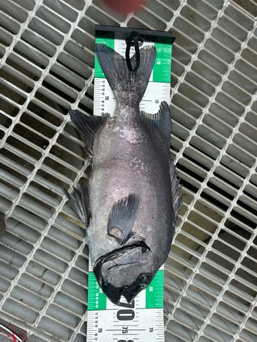 イシダイの釣果