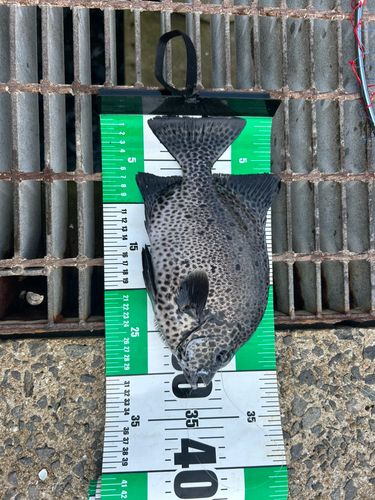 イシガキダイの釣果