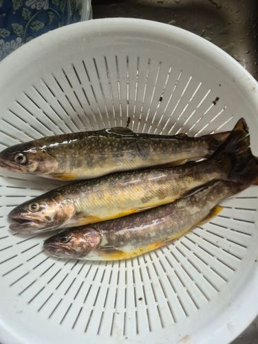 イワナの釣果