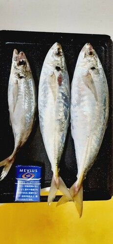 マアジの釣果