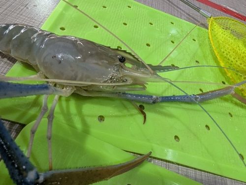 オニテナガエビの釣果