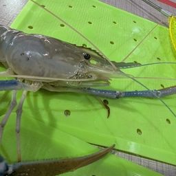 オニテナガエビ