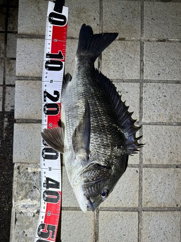 チヌの釣果