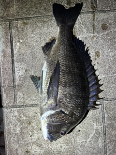 チヌの釣果