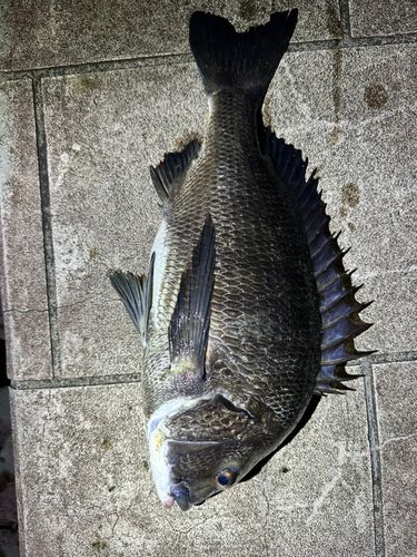 チヌの釣果