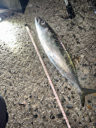 サバの釣果