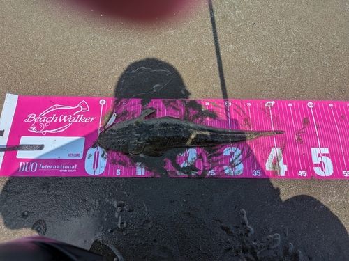 マゴチの釣果