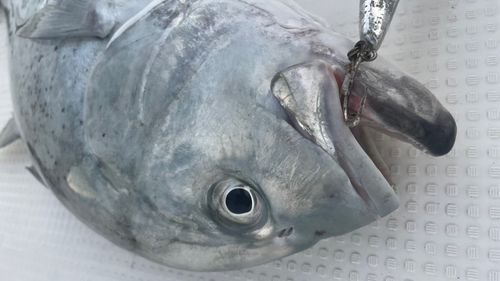 ロウニンアジの釣果